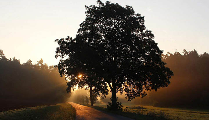 Árbol en el amanecer Árbol en el amanecer