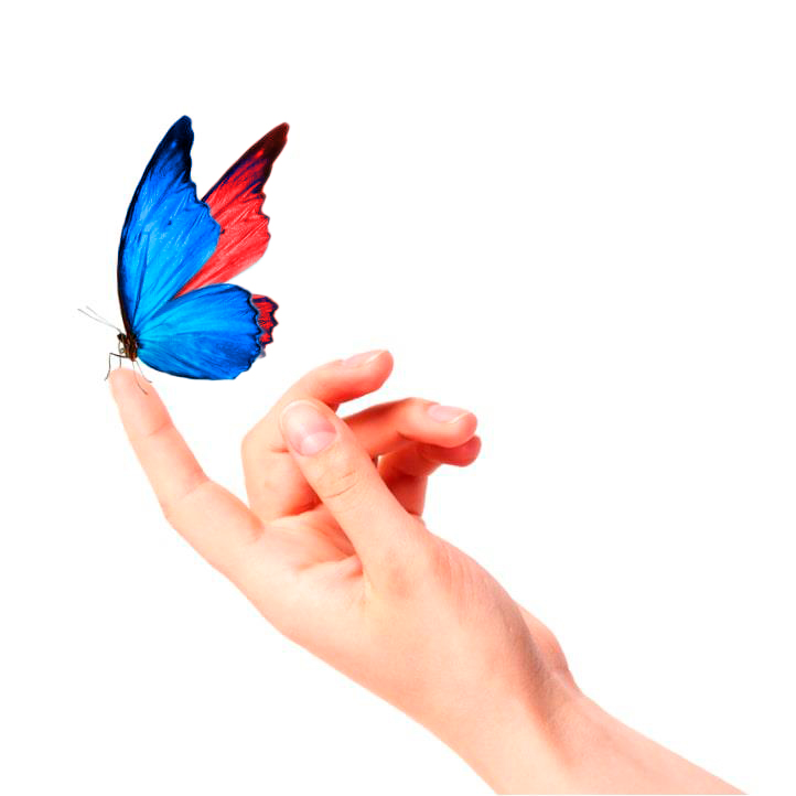 ¿Cómo funcionan estos productos? Mariposa posada en mano