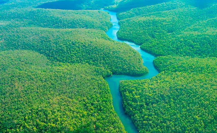 Proyecto de conservación de la AMAZONÍA. Lucha contra el cambio climático