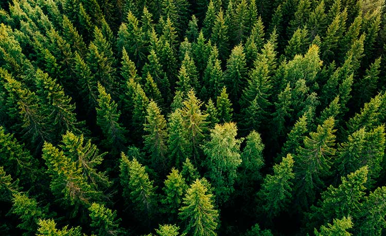 Imagen sobre el proyecto de plantación de Fundación Oxigeno