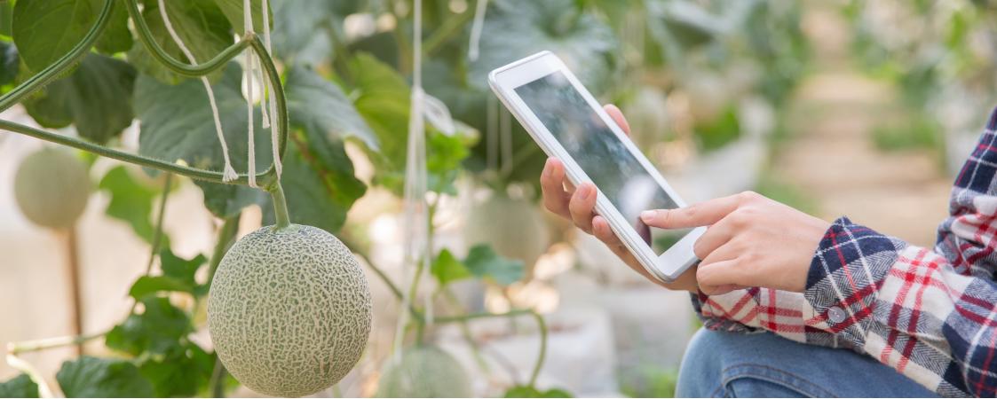 Aplicación de la inteligencia artificial en el ámbito agroalimentario 