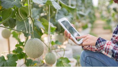 Aplicación de la inteligencia artificial en el ámbito agroalimentario 