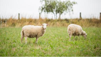 El nacimiento del pastoreo: los inicios de la ganadería en el Mediterráneo