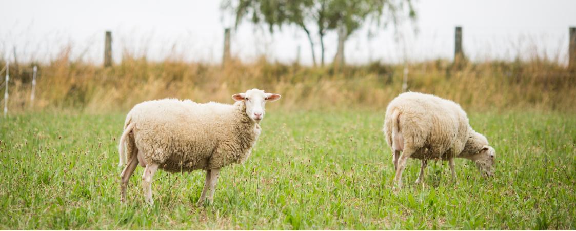 El nacimiento del pastoreo: los inicios de la ganadería en el Mediterráneo