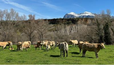 El pastoreo trashumante en los Pirineos ante el cambio climático