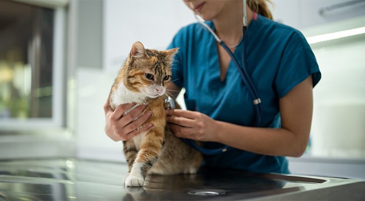 Gato en el veterinario siendo revisado