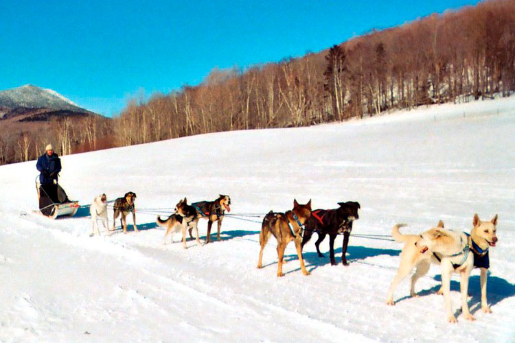 Imagen hombre en trineo tirado por perros en la nieve