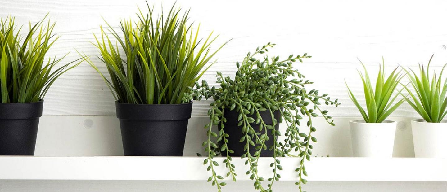 Imagen de plantas en una estanteria