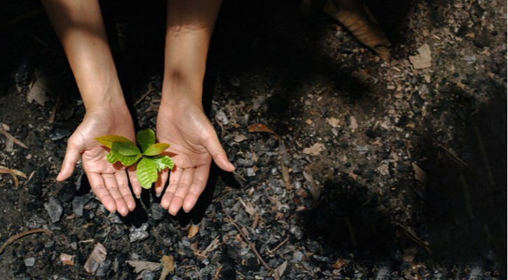 Unas manos protegen un brote verde en una zona quemada