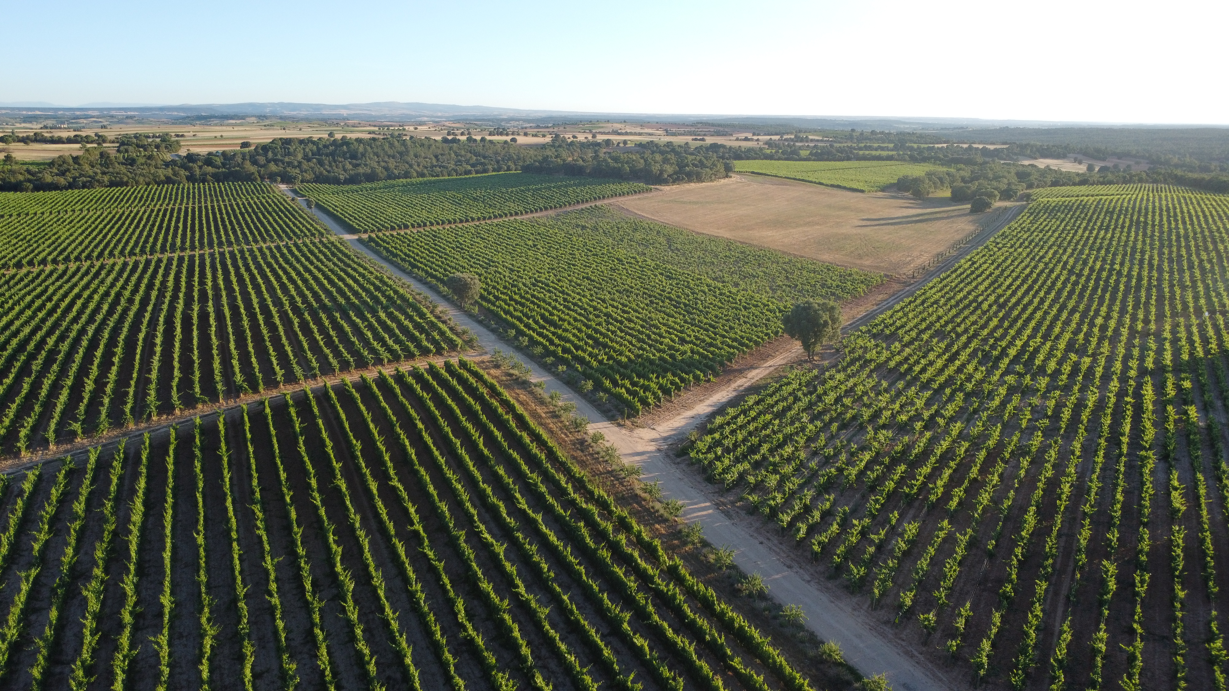 Vista aérea de los viñedos de Bodega Bosque de Matasnos