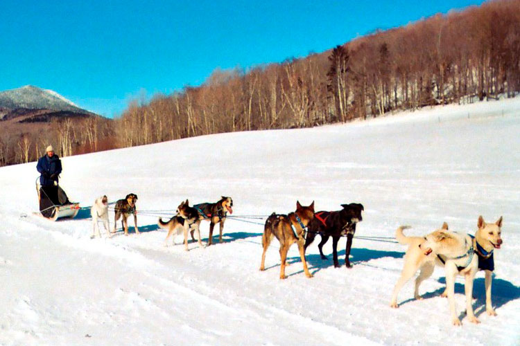 Mushing o paseos en trineo